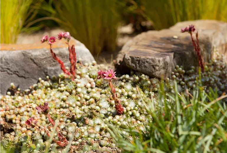 Sempervivum