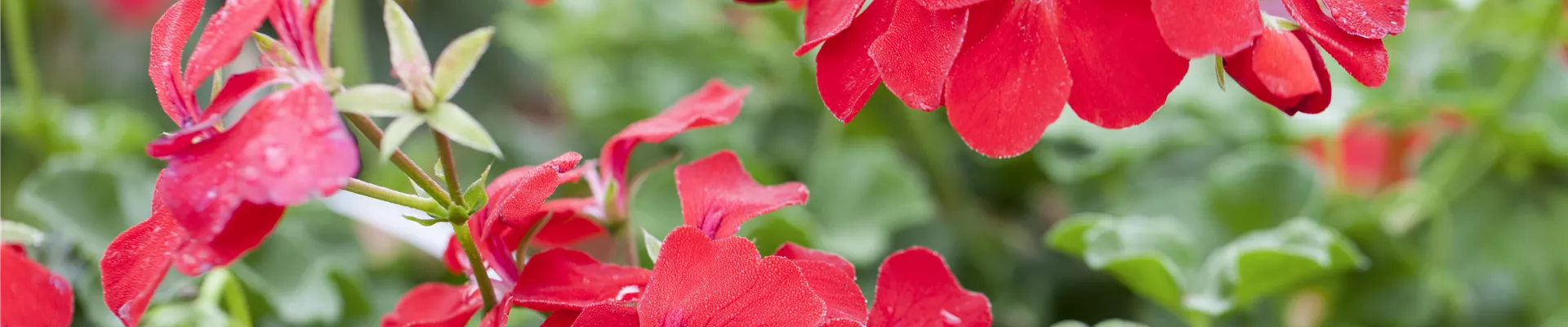 Pelargonium peltatum 'Happy Face Red'