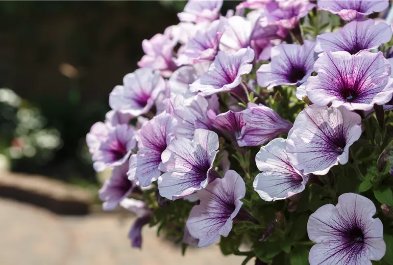 Petunia