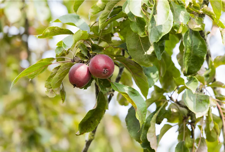 Malus domestica