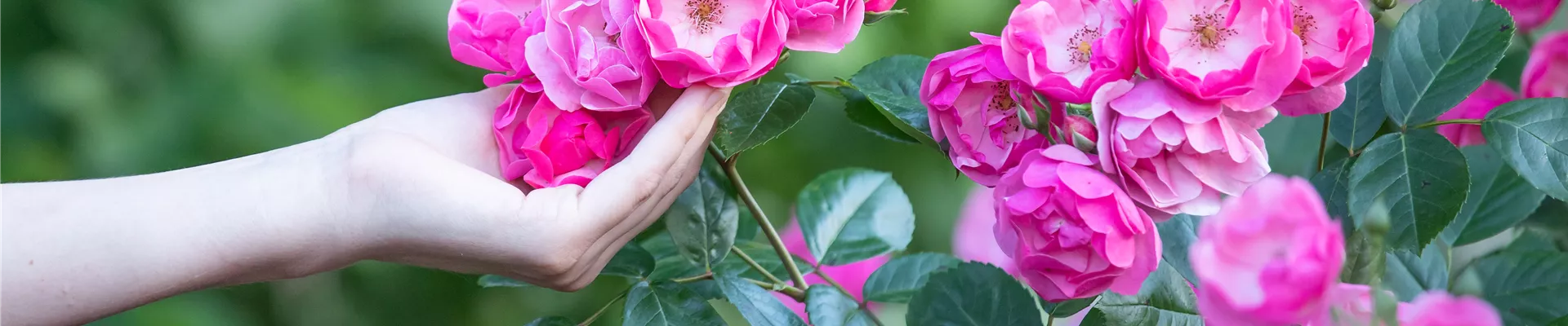 Rosen anfassen