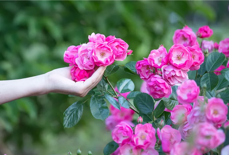 Rosen anfassen