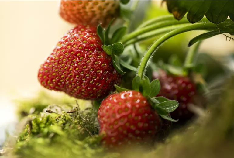 Fragaria 
