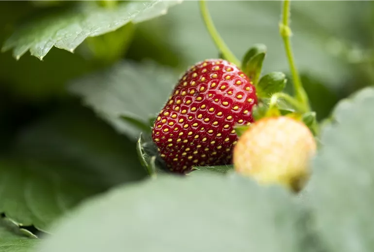 Fragaria 