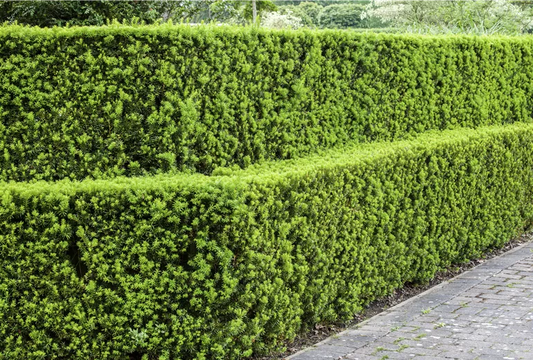 Taxus baccata