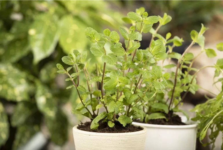 Mentha x piperita