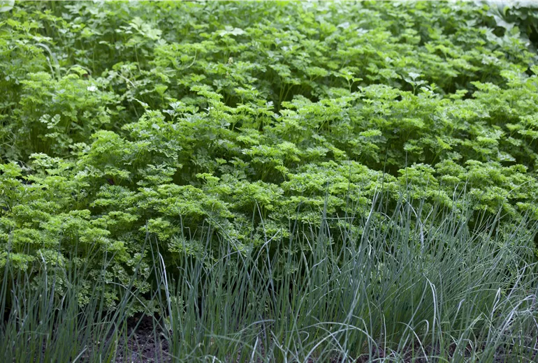 Petroselinum crispum