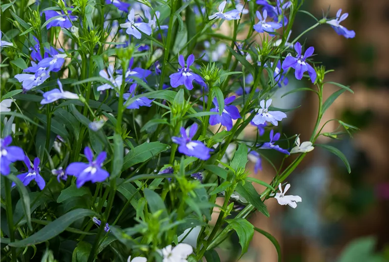 Lobelia erinus