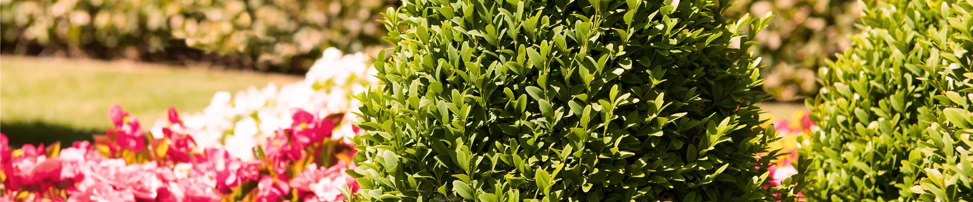Buxus sempervirens var. arborescens, Kegel