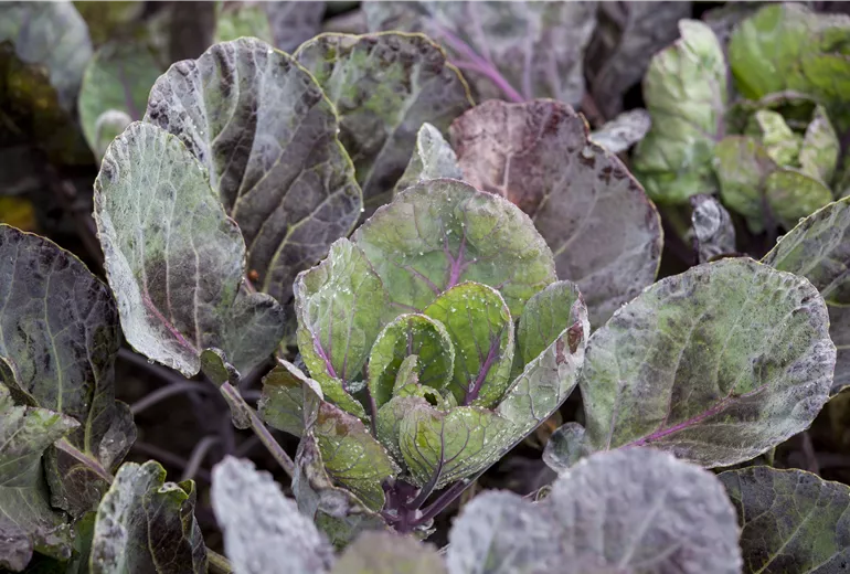 Brassica oleracea var. gemmifera 'Fallstaff'
