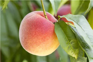 Leckere Snacks im Sommer – Pfirsich aus dem eigenen Garten