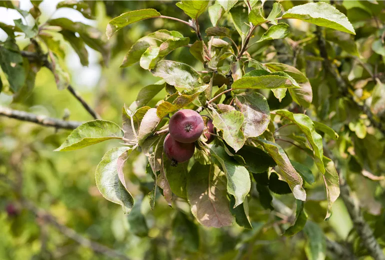 Malus domestica