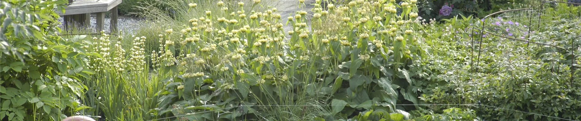 Gartenansicht mit Teich
