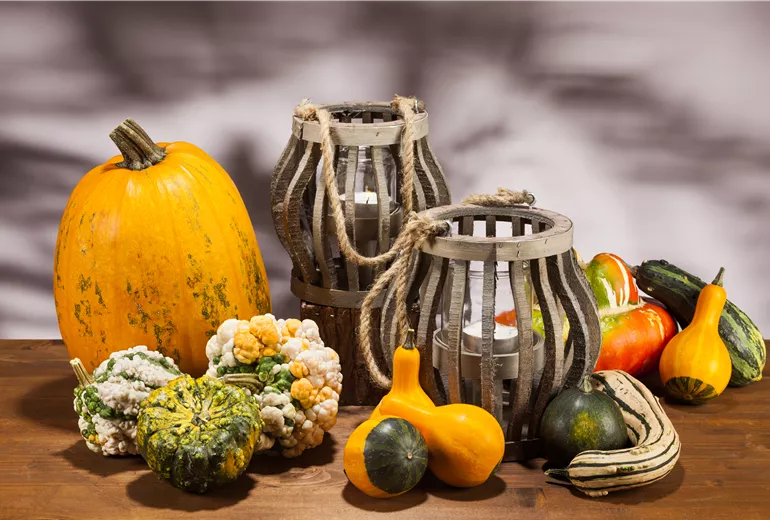 Cucurbita