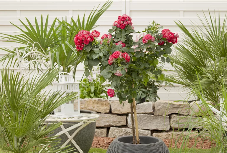 Rosa
