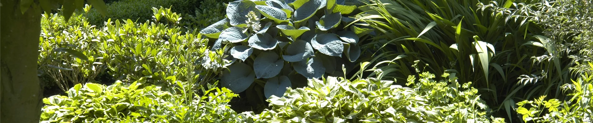 Staudenbeet mit Hosta
