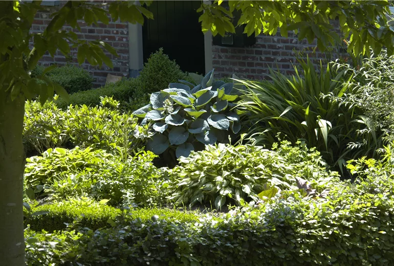 Staudenbeet mit Hosta