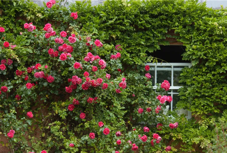 Kletterrose, rot
