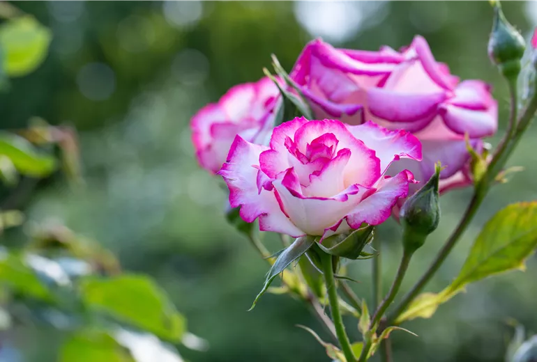 Strauchrose