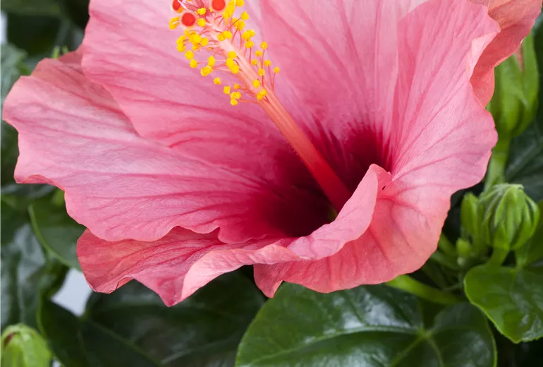 Hibiscus rosa-sinensis Sunny Cities® 'Venetië'