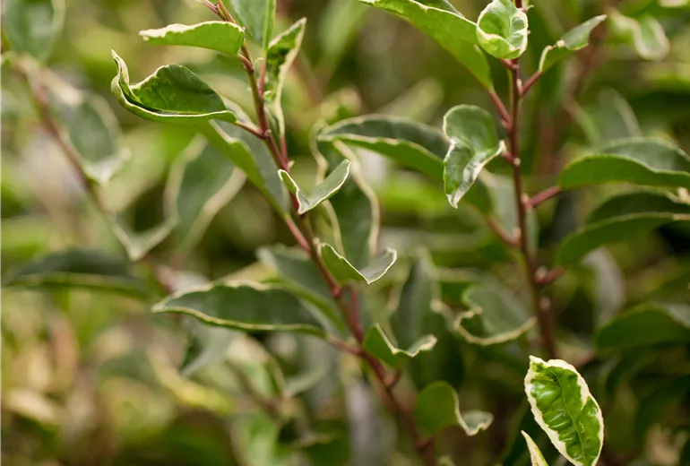 Prunus lusitanica 'Variegata'