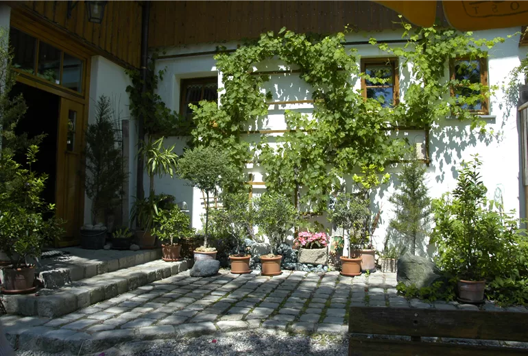 Fassadenbegrünung