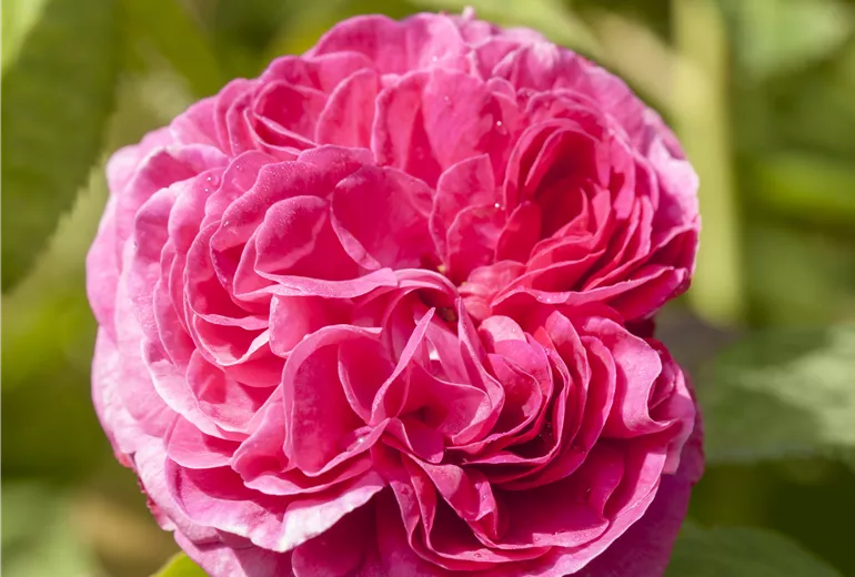 Rosa x damascena