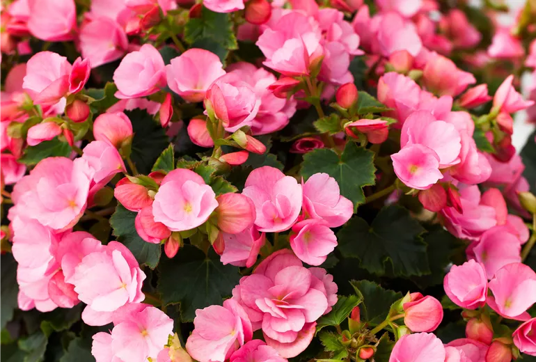 Begonia betulia 'Candy'