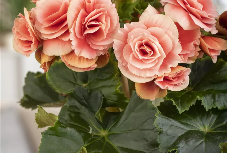 Begonia elatior
