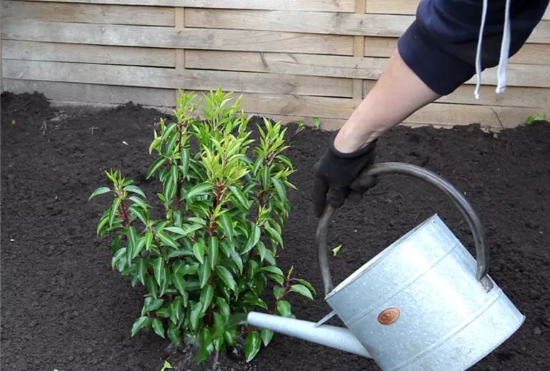Portugiesischer Kirschlorbeer - Einpflanzen im Garten (5)