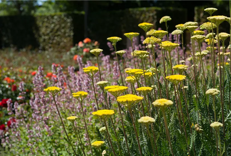 Achillea filipendulina