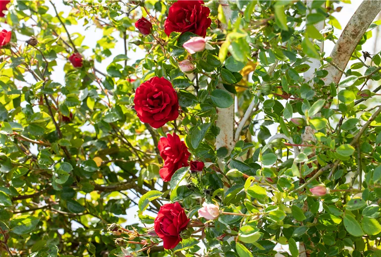Kletterrose, rot