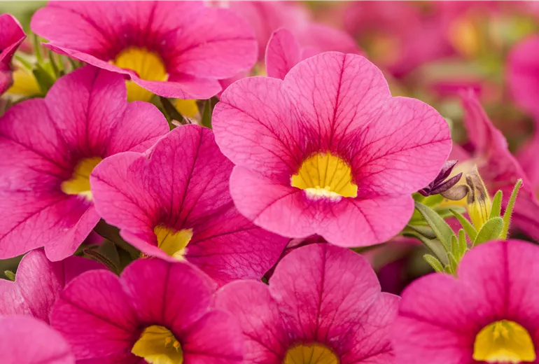 Calibrachoa 'Calitastic™ Fancy Fuchsia'