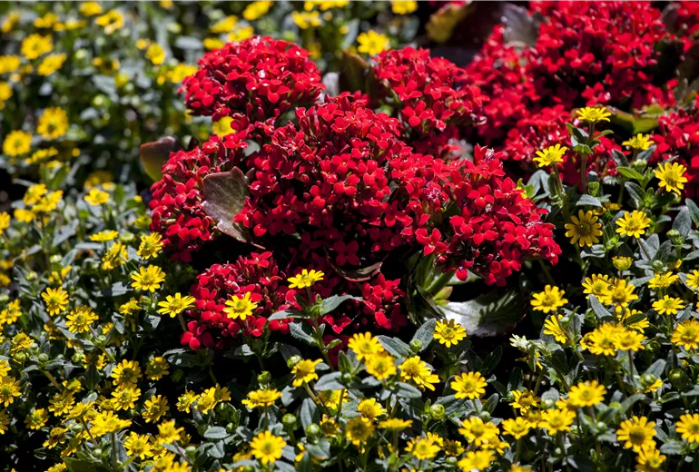 Kalanchoe blossfeldiana mit Sanvitalia procumbens