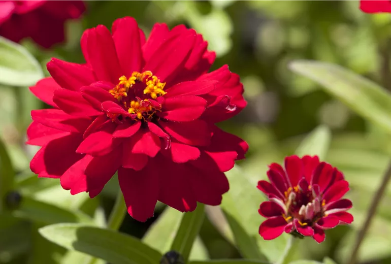 Zinnia x hybrida