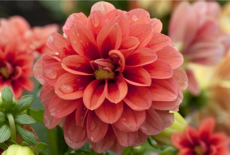 Dahlia 'Starlias' Orange Splash