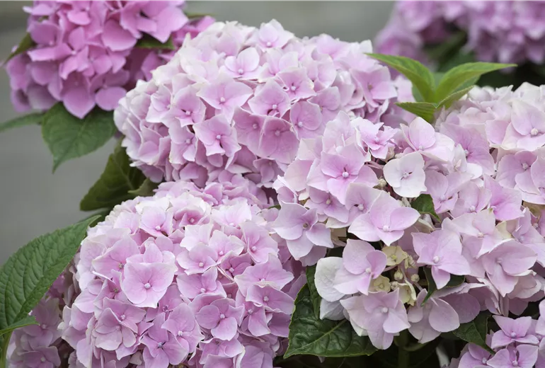 Hydrangea macrophylla, rosa