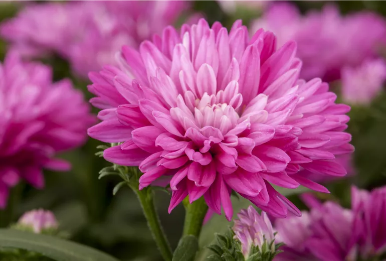 Aster novi-belgii, pink