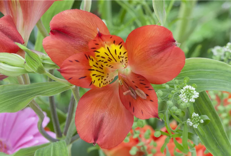 Blumenstrauß