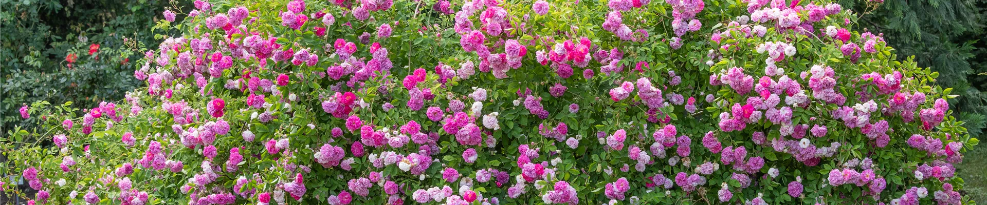 Rosenbusch