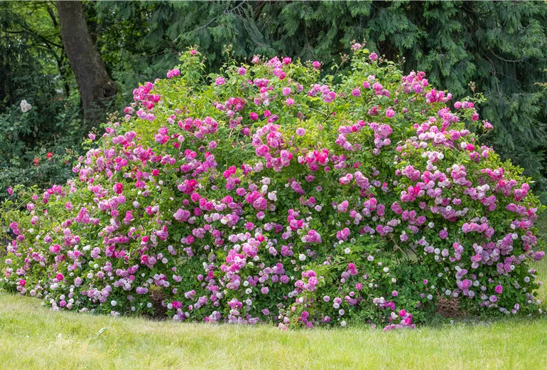 Rosenbusch