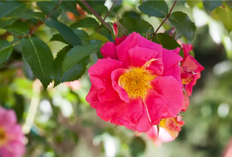 Historische Rose