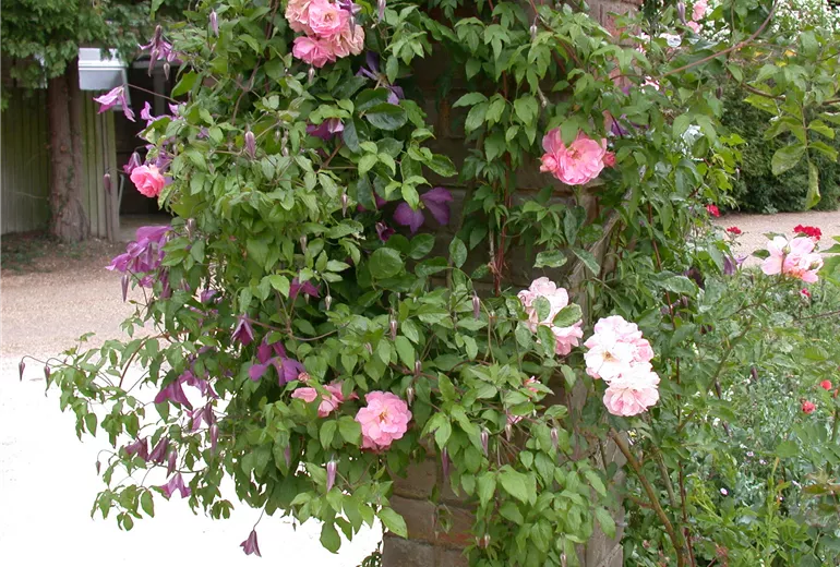 Kletterrose und Clematis alpina