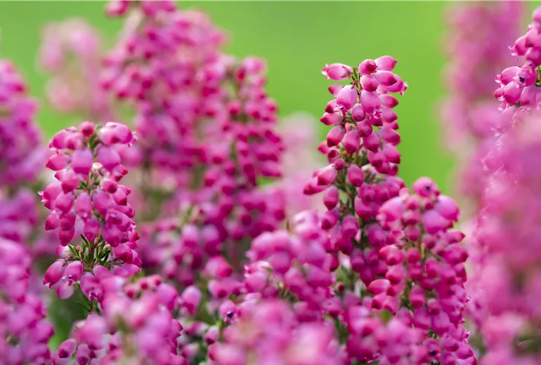 Erica gracilis