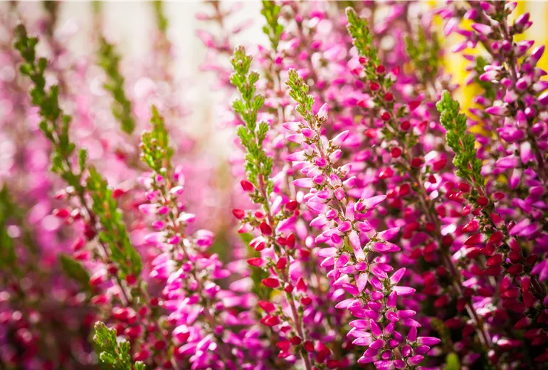 Calluna vulgaris