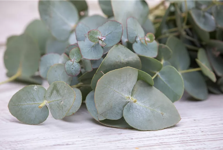 Eucalyptus