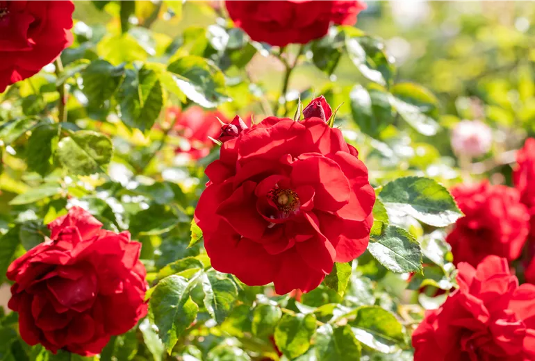 Kletterrose, rot