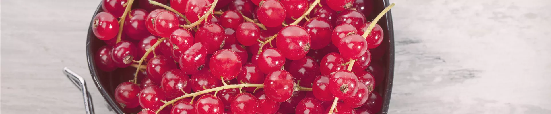 Ribes rubrum
