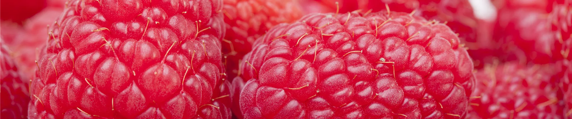 Rubus idaeus