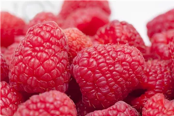 Tipps zum Pflanzen und Pflegen von Himbeeren